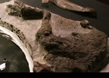 VIRAL: Fosil Kaki Dinosaurus dari 'Hari Terakhirnya di Bumi' Ditemukan