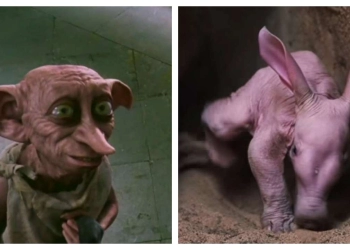 Bertemu 'Dobby' di Kehidupan Nyata Harry Potter