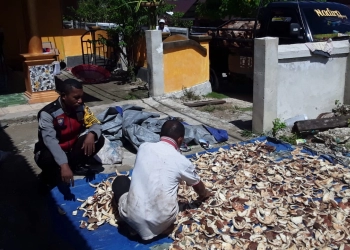  Di Negeri Kulur Ada Pengelola Kopra untuk Bahan Baku Pembuatan Minyak Goreng