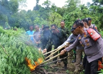 BNN Musnahkan 13.000 Batang Ganja di Ladang Kawasan Aceh Besar
