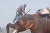 Viral! Gajah Angkat Pawang dengan Belalainya, Mirip di Fim
