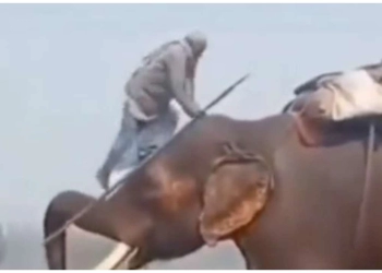 Viral! Gajah Angkat Pawang dengan Belalainya, Mirip di Fim