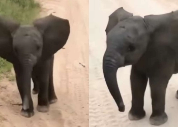Bayi Gajah Mencoba Menakuti Turis di Safari