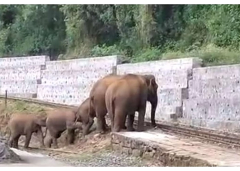 Viral! Kawanan Gajah Pertaruhkan Nyawa untuk Melintasi Rel KA