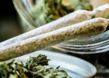 Rokok Ganja Dapat Melindungi dari Infeksi Covid-19, Ini Kata Peneliti