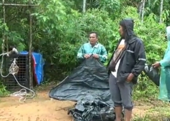 Harimau Sumatra Ditangkap 