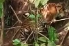 Harimau Betina Terjerat Perangkap Babi
