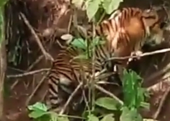 Harimau Betina Terjerat Perangkap Babi