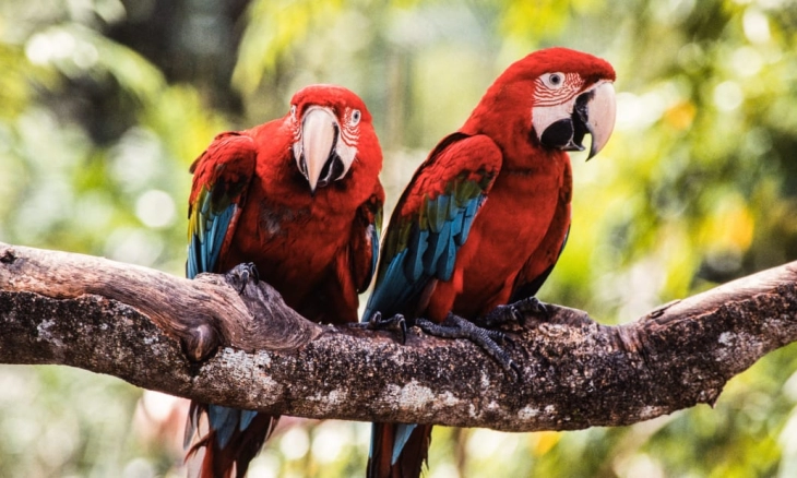 Jurong Bird Park , Taman Burung Terbesar di Asia akan Ditutup