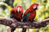 Jurong Bird Park , Taman Burung Terbesar di Asia akan Ditutup