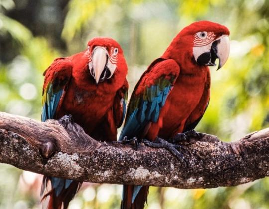 Jurong Bird Park , Taman Burung Terbesar di Asia akan Ditutup