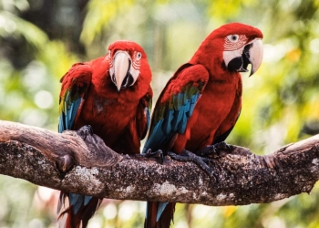 Jurong Bird Park , Taman Burung Terbesar di Asia akan Ditutup