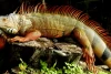 Wanita Ini Terkejut Menemukan Iguana di Toiletnya
