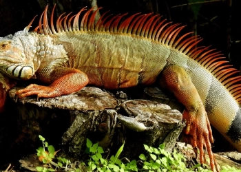 Wanita Ini Terkejut Menemukan Iguana di Toiletnya