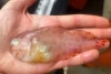 Menakjubkan, Ikan Transparan Langka Ditemukan di Perairan Alaska