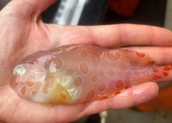 Menakjubkan, Ikan Transparan Langka Ditemukan di Perairan Alaska