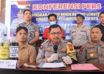 Polda NTB Gagalkan Penyelundupan 17.160 Benih Lobster Pasir dan Mutiara