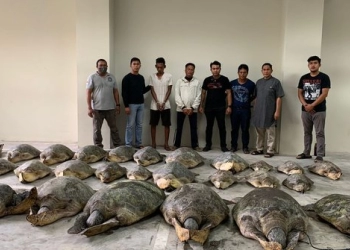 Kepolisian Berhasil Menggagalkan 30 Penyu Hijau Satwa yang Dilindungi