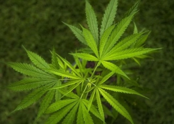 Sita 6 Ton Ganja, Terbesar dalam Sejarah Spanyol