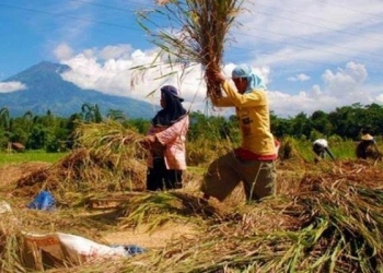 FAO Sebut Indonesia Jauh dari Krisis Pangan, Terima Kasih Petani...