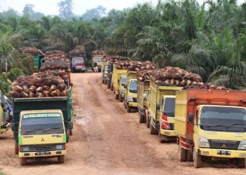 Harga Anjlok, Petani Indonesia Ramai-ramai Jual Sawit ke Malaysia