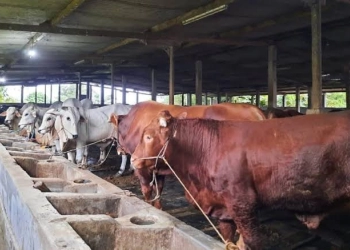 Anggota Komisi IV DPR Ingatkan Kementan Serius Tangani PMK