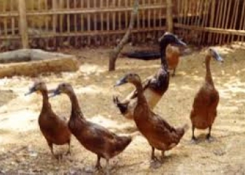 Teror Hewan Ternak Hilang Misterius, Dulu Kambing Sekarang Bebek 