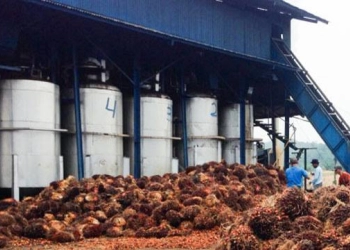 Pengangguran Naik, GAPKI: Pabrik Kelapa Sawit Setop Produksi