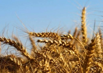 Perang Rusia-Ukraina Buka Peluang Indonesia Produksi Gandum