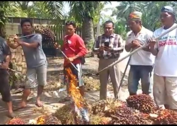 Miris Benar, Banyak Petani Sawit Stres,Teriak-teriak di Kebun