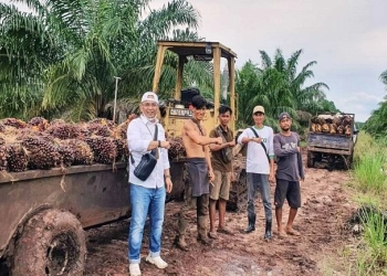 Sawit Jeblok, Petaninya Stres,Teriak-teriak di Kebun