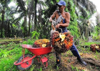 Harga Minyak Sawit Mentah di Jambi Meroket Lebih dari Rp7.500/Kg