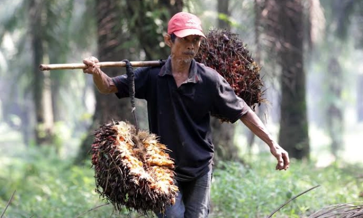 Permainan Pabrikan Migor Bikin Harga TBS Sulit Naik