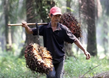 Permainan Pabrikan Migor Bikin Harga TBS Sulit Naik