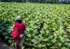 Pamekasan: BPP Biaya Tembakau 2022 Rp54.239 per Kilogram