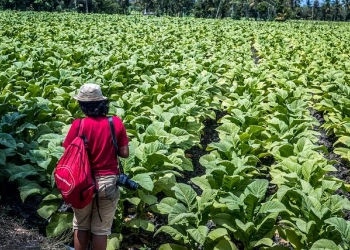 Pamekasan: BPP Biaya Tembakau 2022 Rp54.239 per Kilogram