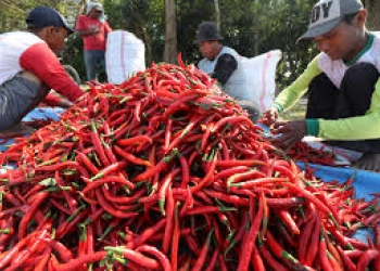 Harga Cabai Baturaja Tembus Rp120.000 per Kilogram