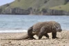 Mau Plesiran ke Pulau Komodo dan Padar, Modalnya Jutaan Gaes...