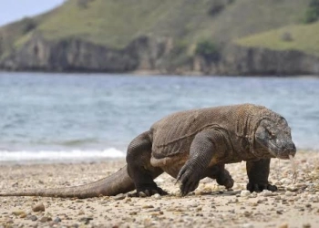 Mau Plesiran ke Pulau Komodo dan Padar, Modalnya Jutaan Gaes...