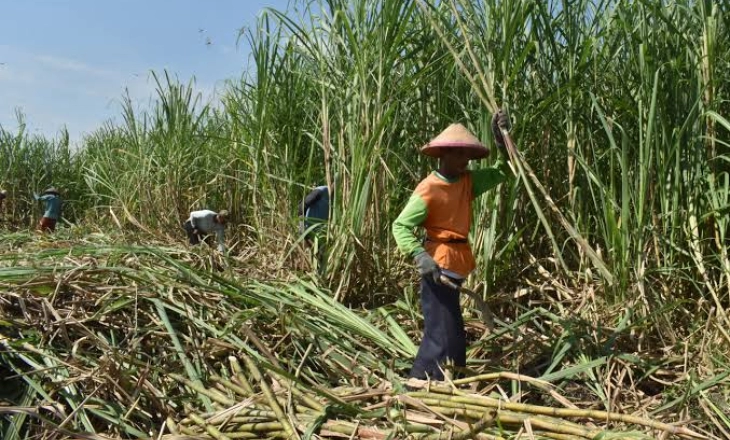 Mimpi Buruk Swasembada, Indonesia Dikepung Pabrik Gula Jadul