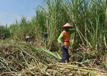 Mimpi Buruk Swasembada, Indonesia Dikepung Pabrik Gula Jadul