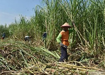 APTRI Dukung Subsidi Harga Gula Petani