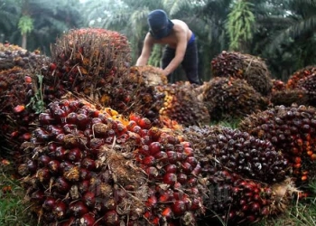 Pasar Lesu, Harga CPO Longsor Hingga Rp6.599 per Kilogram