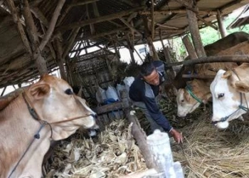 Penuhi Kebutuhan Jabodetabek dan Bandung Raya, Berdikari Datangkan 450 Ekor Sapi