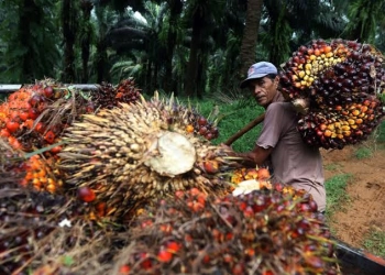 Harga TBS di Bawah Seribu/Kg, PKS Banyak yang Setop Operasi