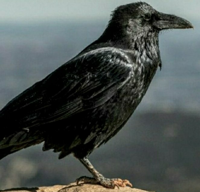 Beberapa Suara Hewan Yang Pertanda Ada Makhluk Halus 