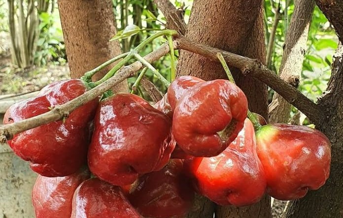 6 Jenis Buah Jambu Air yang Manis