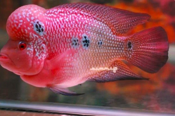 Ini Jenis Ikan Louhan Hias Paling Populer