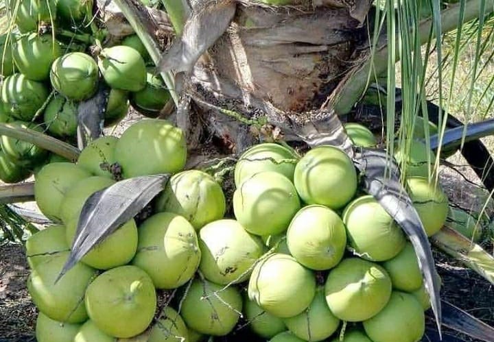 Jenis - jenis Buah Kelapa Beserta Manfaatnya Bagi Kesehatan