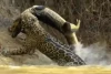 Pertempuran Seekor Jaguar Mengalahkan Buaya